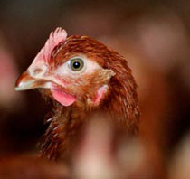 UK: BEIC appalled by non-compliant egg producers