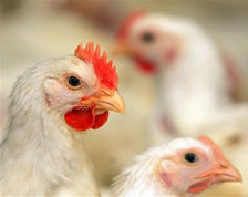 UK poultry sector continues to consolidate