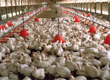Germans join dispute on large poultry houses