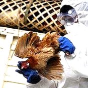 Indonesia in bird flu alert condition