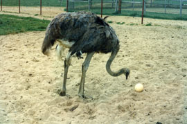 Taking ostrich farming to the next level