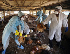 Bird flu prompts mass poultry cullings in India