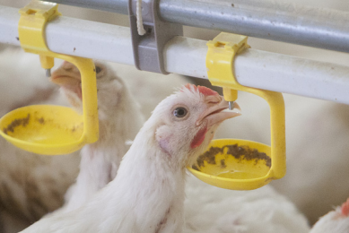 DuPont launches new poultry drinking water disinfectant