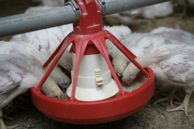 Broilers do better on coarse corn and time-related feeding in hot weather