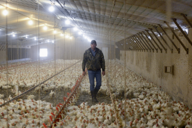 Can robots replace the farmer in the broiler house?