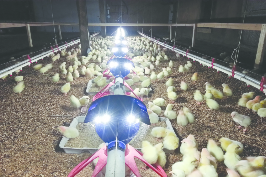 Improving feed efficiency with new lighting product