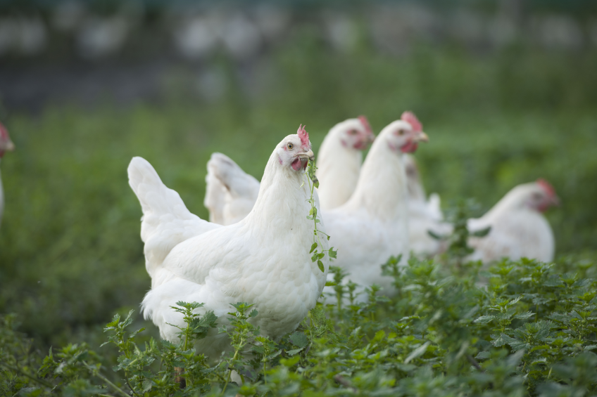 Ways to integrate poultry with pasture species
