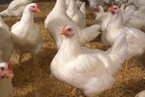 British poultry industry warns against cheaper US imports