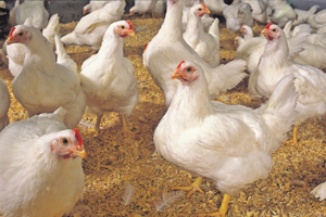Grant for funding poultry litter drying system