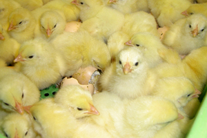 UK highlights shortage of chick sexers