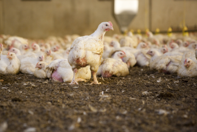 Sanderson Farms to build new poultry complex