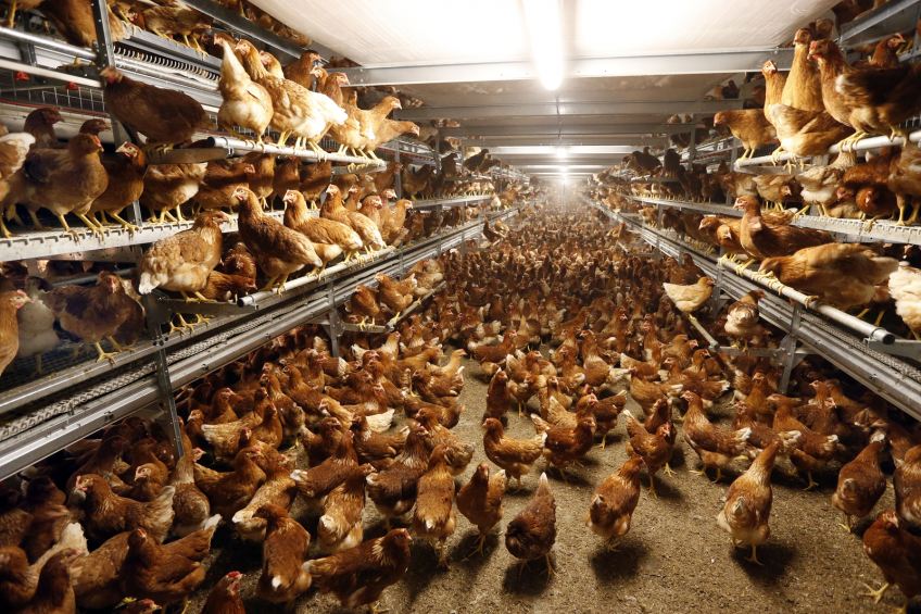 Ventilation of broiler houses during hot weather