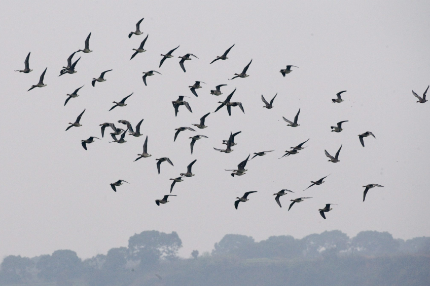 USDA updates surveillance plans for AI migratory birds