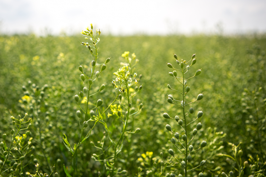 Enzyme mix makes camelina more nutritious