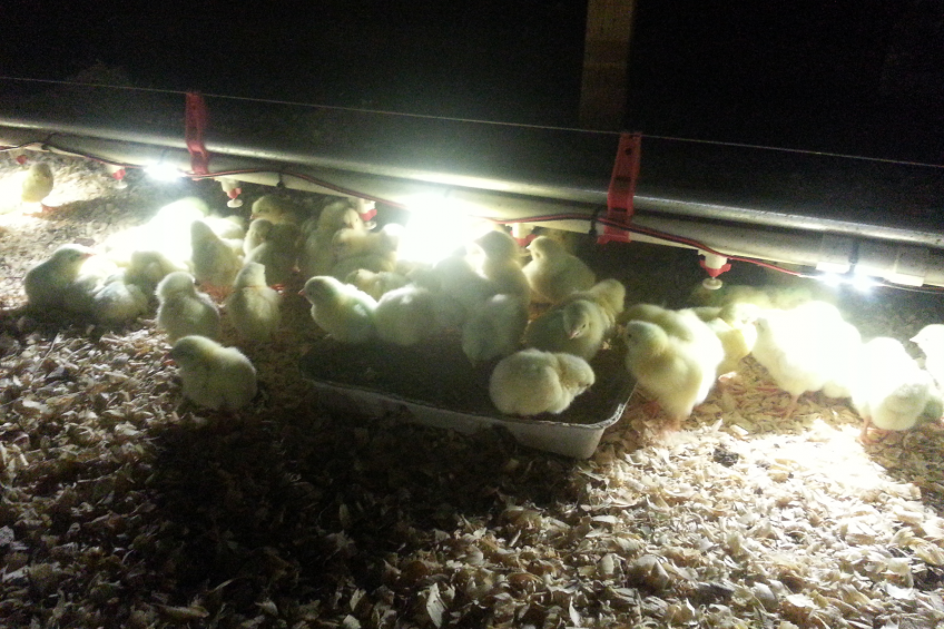 Improved water and feed consumption with LED lighting