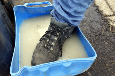 Poultry farm foot dips frequently ineffective