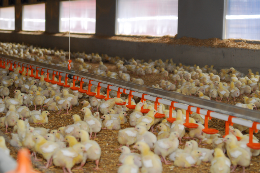Broiler welfare: Focus on sustainability and robustness