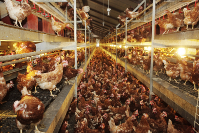 Disinfection during lay keeps birds healthy