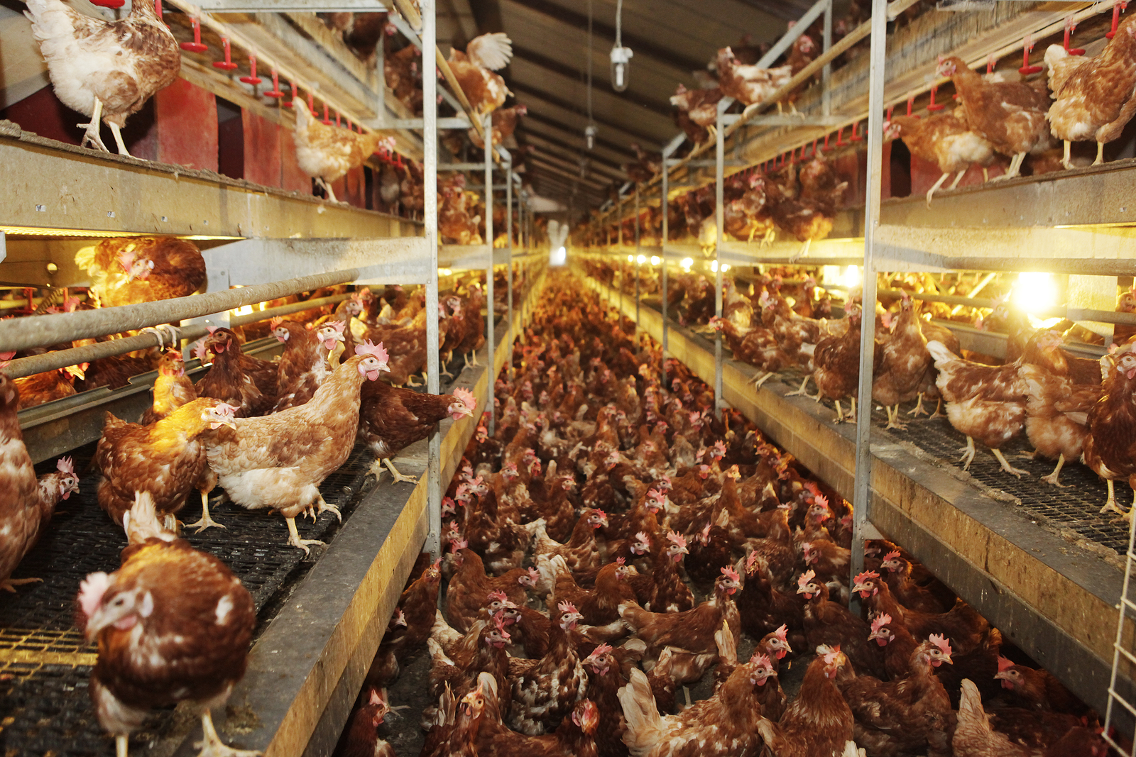 Stalosan F Disinfectant Powder Chicken Coops Stables Stop Bird Flu Fast Dispatch 