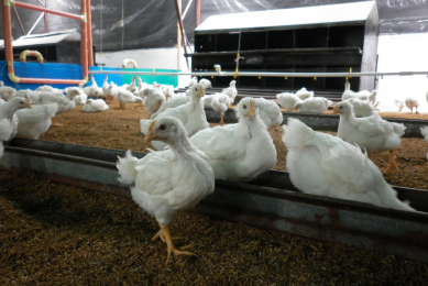 Adequate rearing for persistent flock performance