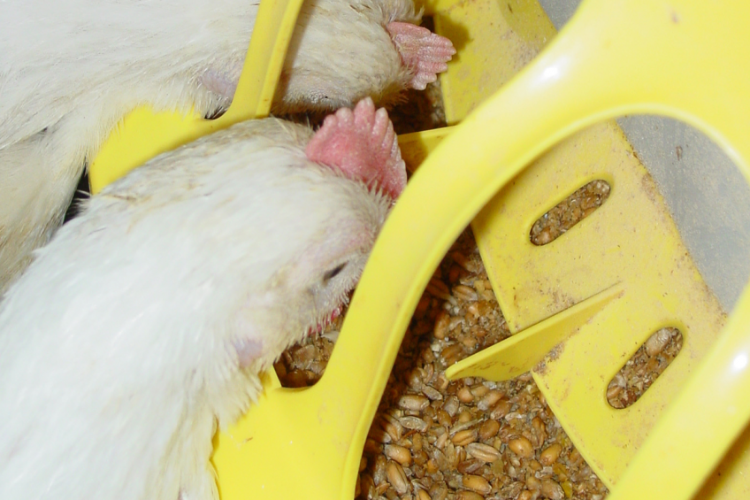 Chickens prefer animal protein diets