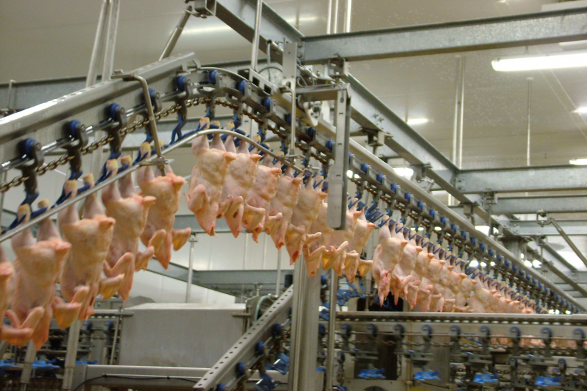 Securing carcass quality and food safety