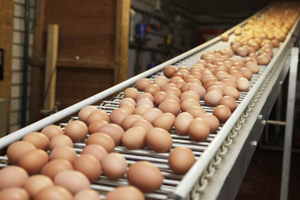 Current trends in the US egg industry