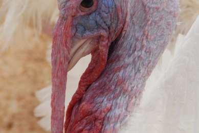 France returns as major EU turkey producer