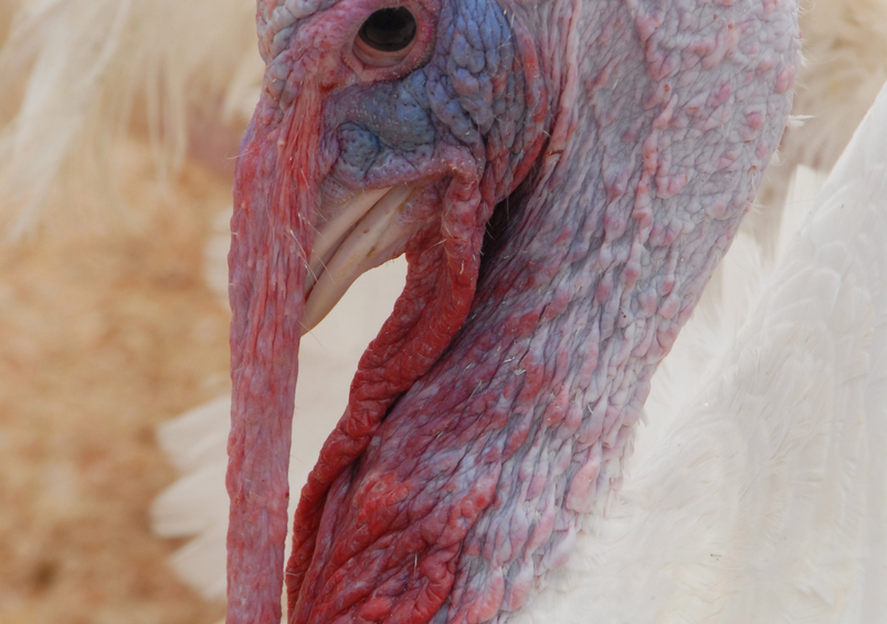 France returns as major EU turkey producer