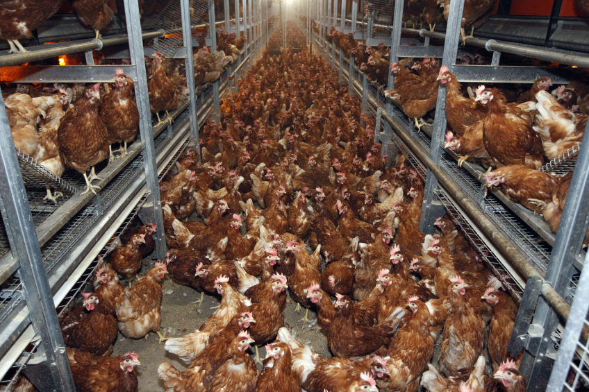 Production costs of eggs at record high level