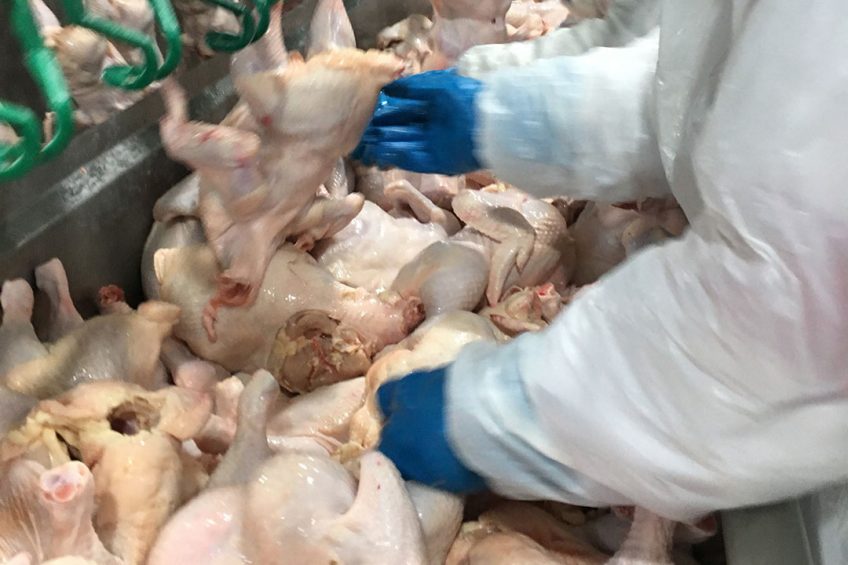 As imports of poultry products continue and demands is slowing, producers in the Philippines are struggling with oversupply and low prices. Photo: Poultry World