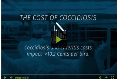 Video: Quantifying the costs of coccidiosis