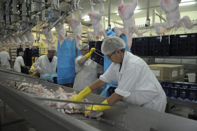 60% of Britain s food workers in the poultry sector are EU migrants. Photo: Pen communicatie