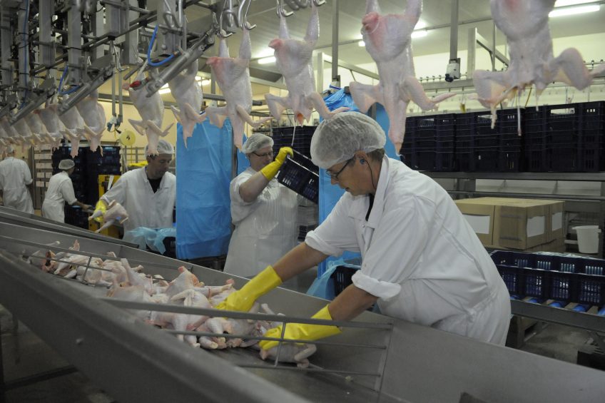 60% of Britain s food workers in the poultry sector are EU migrants. Photo: Pen communicatie