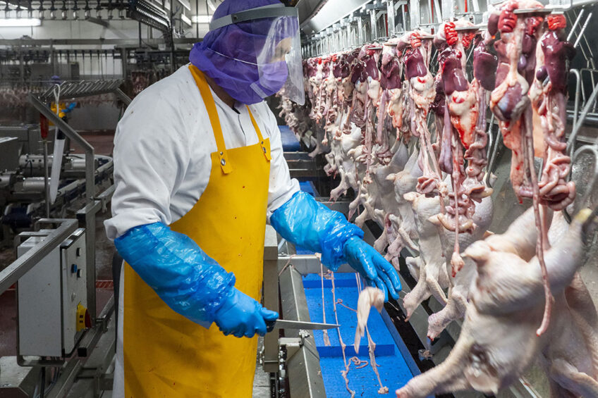 Supply of poultry meat is plentiful, but labour is in short supply due to Covid-19 issues and travel restrictions of workers. Photo: Ruud Ploeg