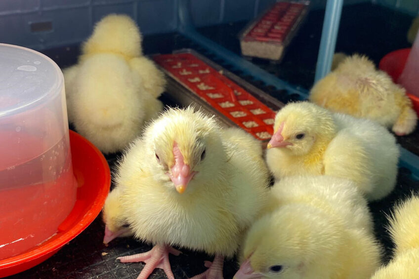Popular native Australian essential oils including lemon myrtle oil and eucalyptus are being studied to determine if they better equip chicken embryos and hatchlings to fight disease. Photo: University of Queensland