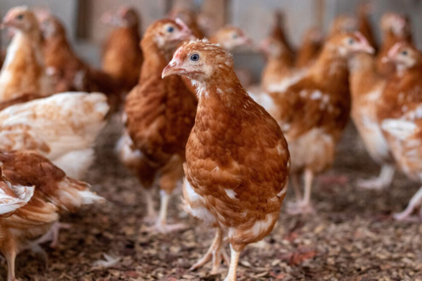 Upswing in poultry production and consumption in Ghana - Poultry World