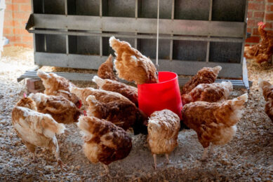 About 1 million chickens are consumed in Trinidad and Tobago on a weekly basis. Photo: Magda Ehlers