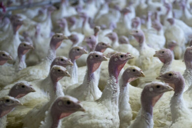 Cherkizovo is acquiring Russia's third-largest turkey producer, Krasnobor. Photo: Marcel van Hoorn