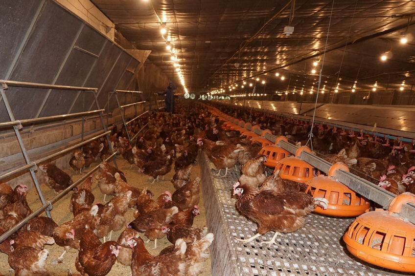CPF has applied the European cage-free standard at Wang Somboon farm. The closed chicken house has a low stocking density of 7 laying hens/sqm compared with the general standard of a maximum of 9 hens/sqm. Photo: CPF