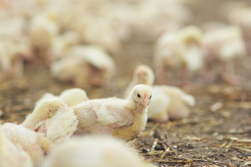 These guidelines aim to support Irish poultry farmers to achieve  the highest international standards of flock health and welfare . Photo: gpointstudio