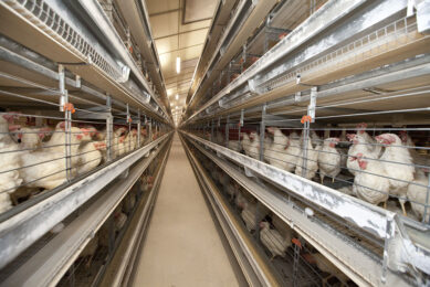 The NFU has argued that UK egg producers invested nearly £400m in 2012 when they replaced battery cages, which had led to a big improvement in animal welfare. Photo: Koos Groenewold