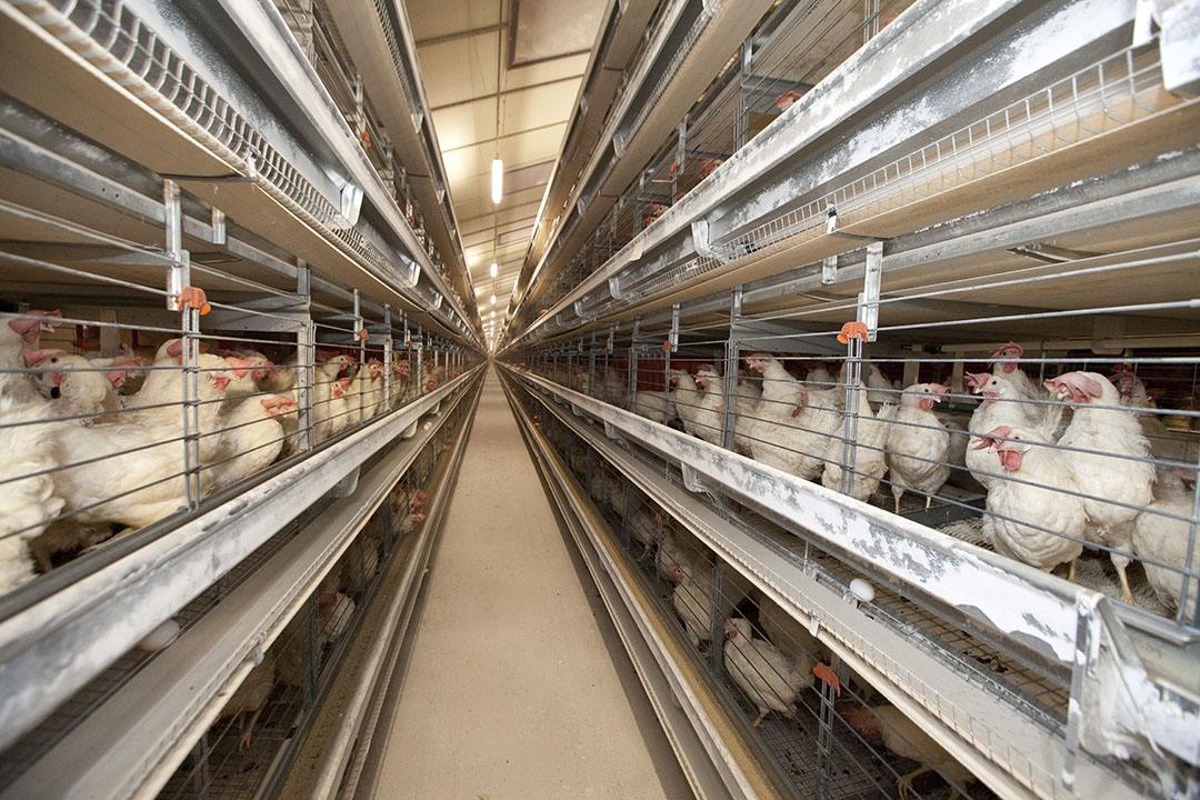 New bid to end cages for UK laying hens launched - Poultry World