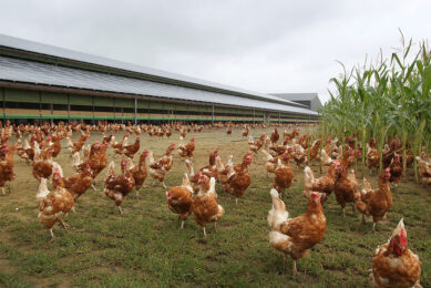 Canadian egg farmers have reduced energy use by 41%, while also generating power via solar panels. Photo: Peter Roek