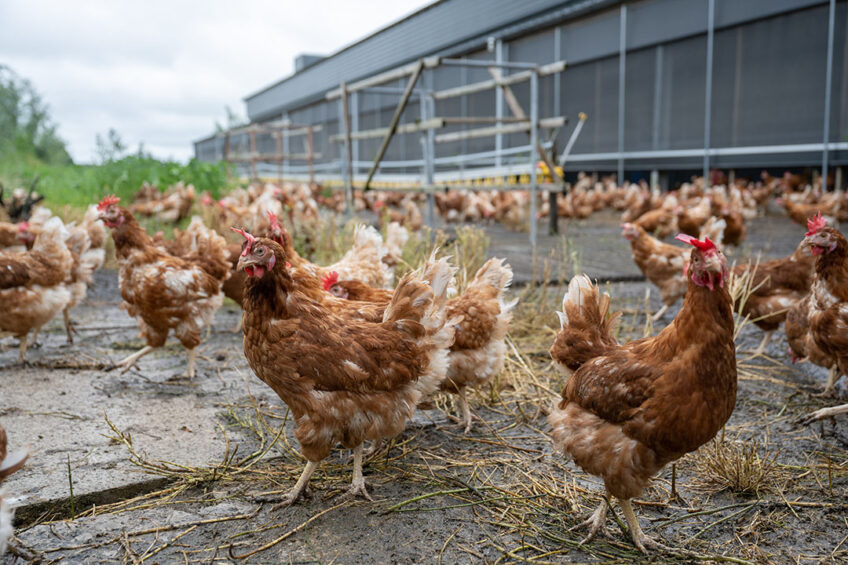 Morrisons, British farming s largest direct supermarket, met its 100% free-range target last year   5 years ahead of its commitment for shell eggs. Photo: Michel Velderman