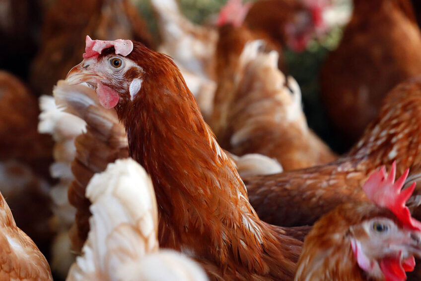 Noble Foods has launched a new poultry insurance scheme amid concerns that egg producers are inadequately protected against bird flu and salmonella. Photo: Bert Jansen