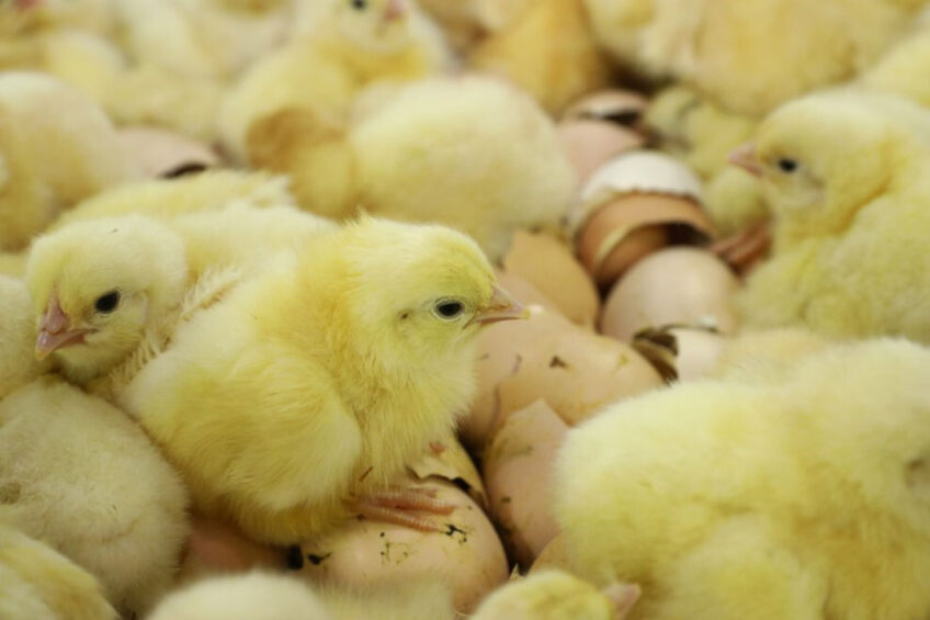 With billions of layer chicks worldwide hatched under industrial circumstances, it is of value to understand how a stressful environemt affects performace. Photo: Henk Riswick