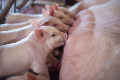 Better health outcomes start with robust immunity in piglets from birth. Photo: DSM/Shutterstock