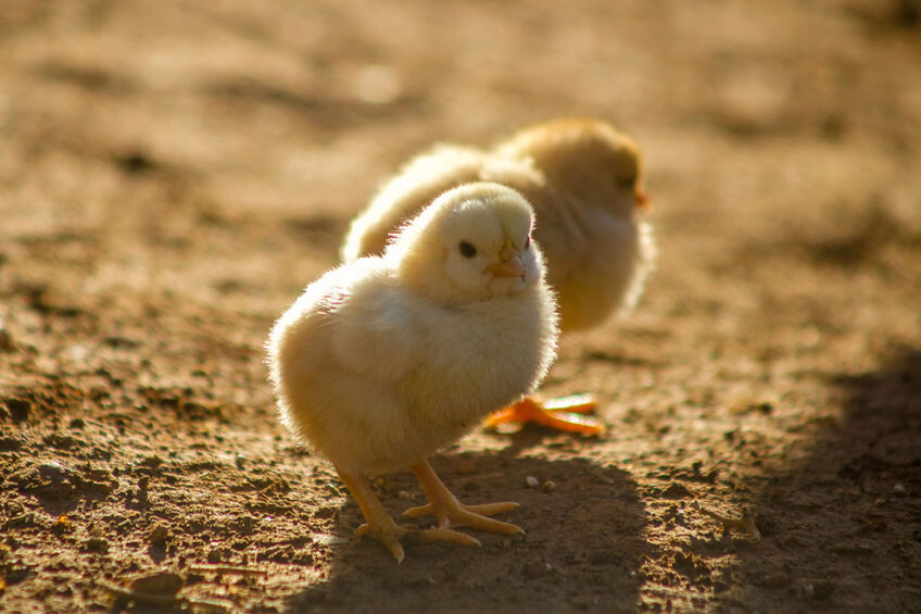 About 1-2% of chicks are given everything they need post-hatch, but they just never grow, which translates into upwards of 90 million birds per year. Photo: Karim Manjra