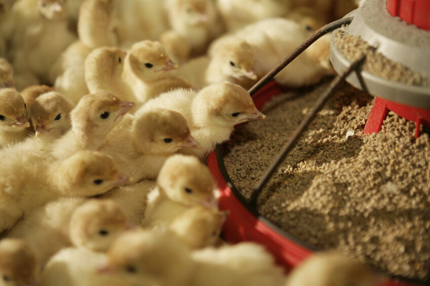 Damate plans to hatch 10 million turkey chicks a year. Photo: Jan Willem Schouten